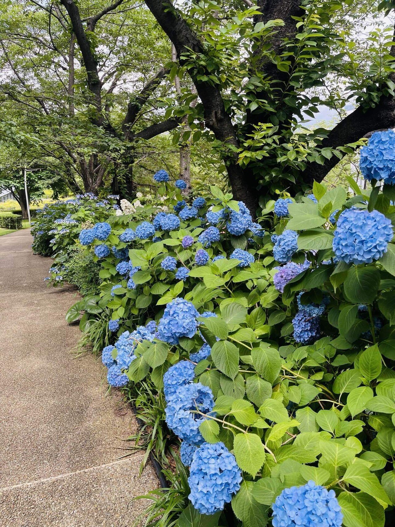 思いがけず紫陽花まつり 東京ミッドタウン六本木｜水ノ香