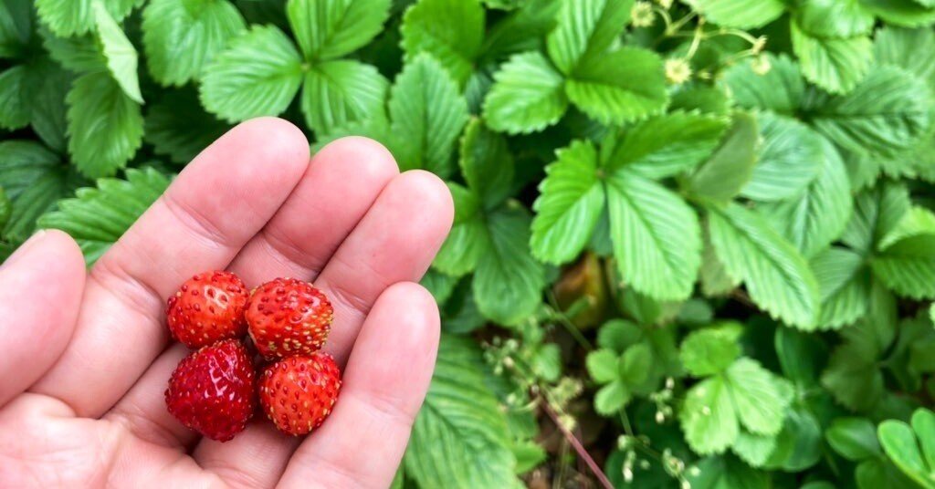 2516ef5479dca1175af13f1ae9bce4