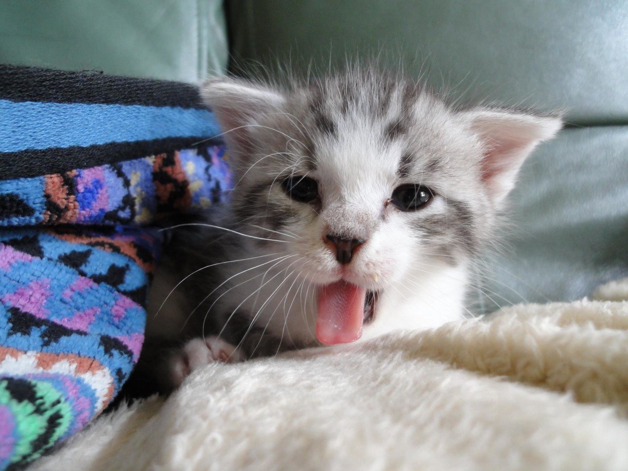 猫好きの私が、“ねこ”と名乗るまで。仕事も育児も2倍楽しい「猫との