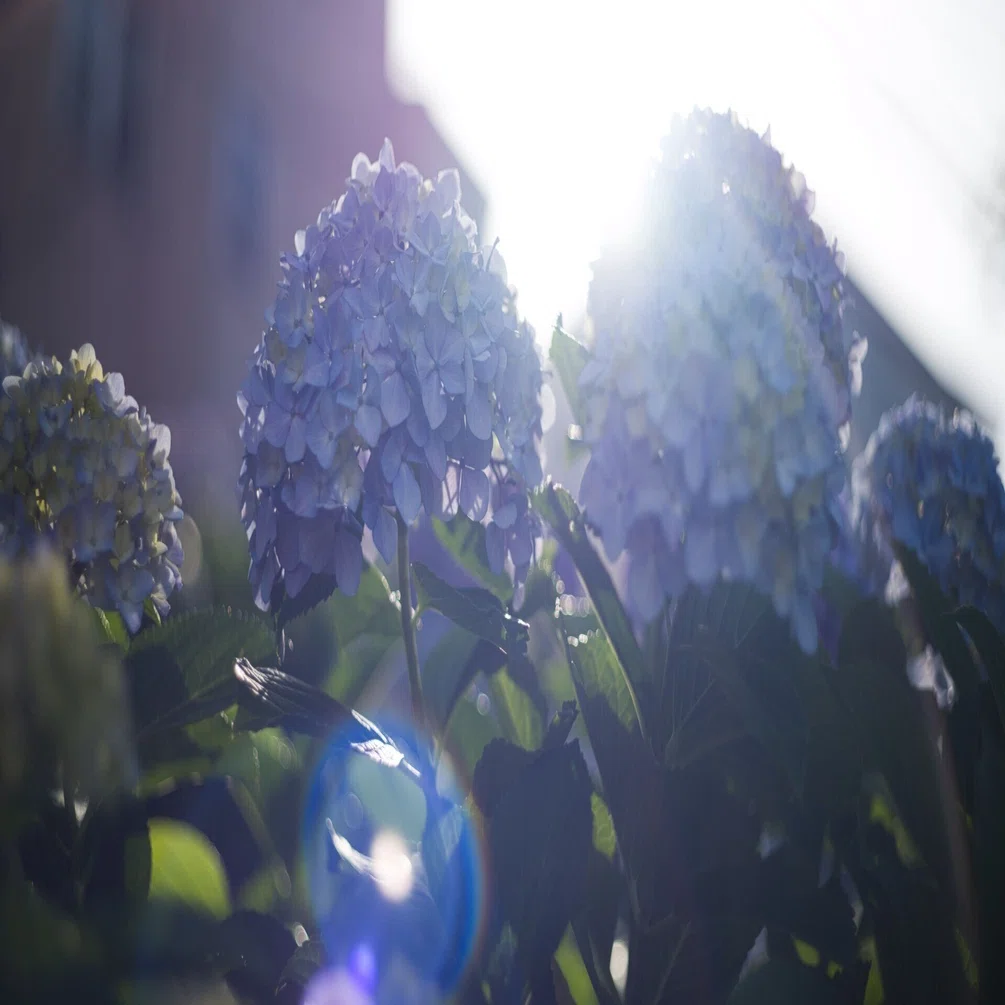 LEICA DR SUMMICRON でF値別に紫陽花撮ってみたよ｜Yoshimin📸(ライカ