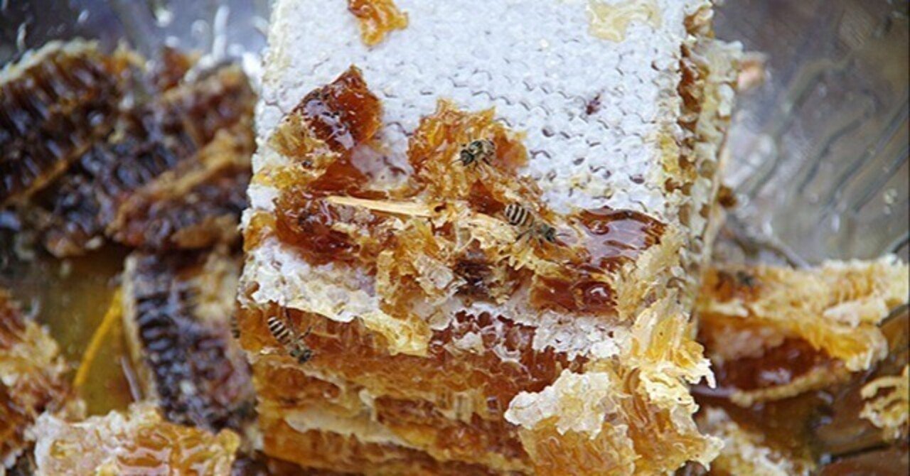 16：蜂の巣を巣ごと食べてみる｜玉置標本：私的標本