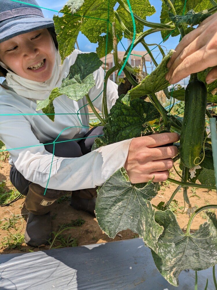 きゅうり収穫しました。1週間で、成長してくれてます。小さな変化、成長愛着を感じます。メンタルの問題がある方も、この野菜の成長は嬉しいと感じられることもあるかもしれません。