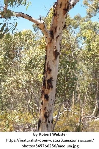 Powderbark Tree powderbark wandoo 西豪州南西部固有ユーカリ属 名前が示す様…|QP79