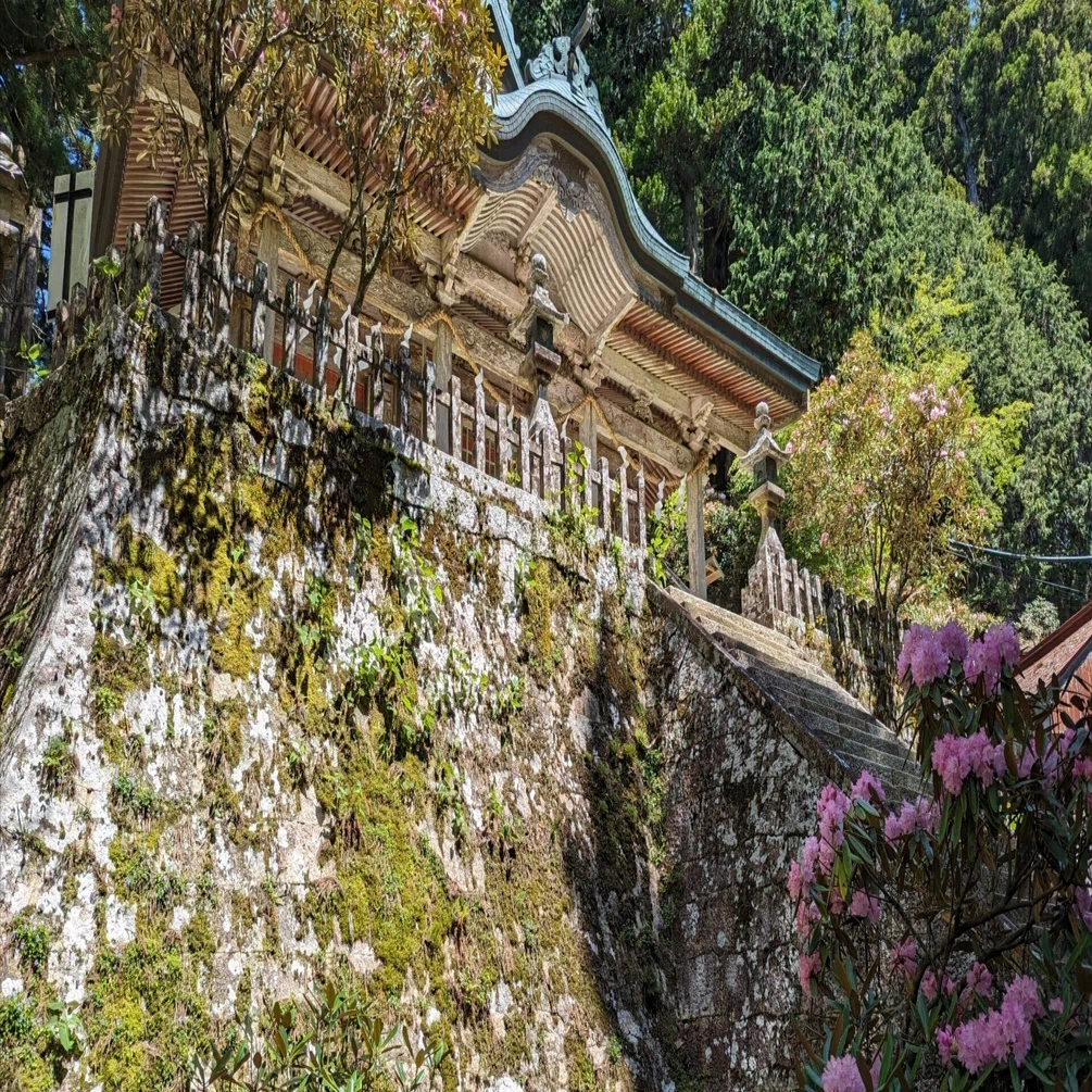 熊野滞在日記③～シャクナゲ満開の玉置神社｜さりー