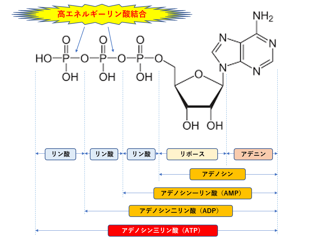 体を動かすために必要なATPを生み出す仕組み（動画あり）｜知識を整理して臨床に活かす！身体の仕組みnote!!