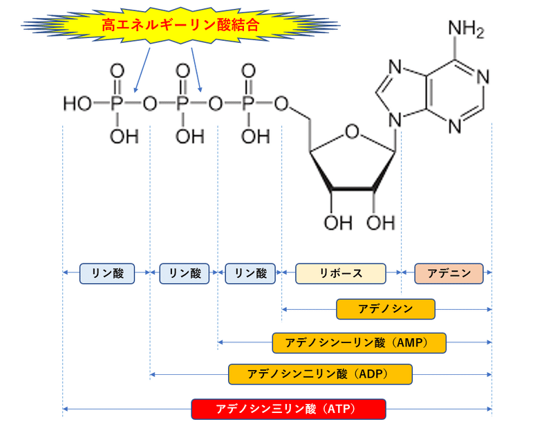 ATP化学式