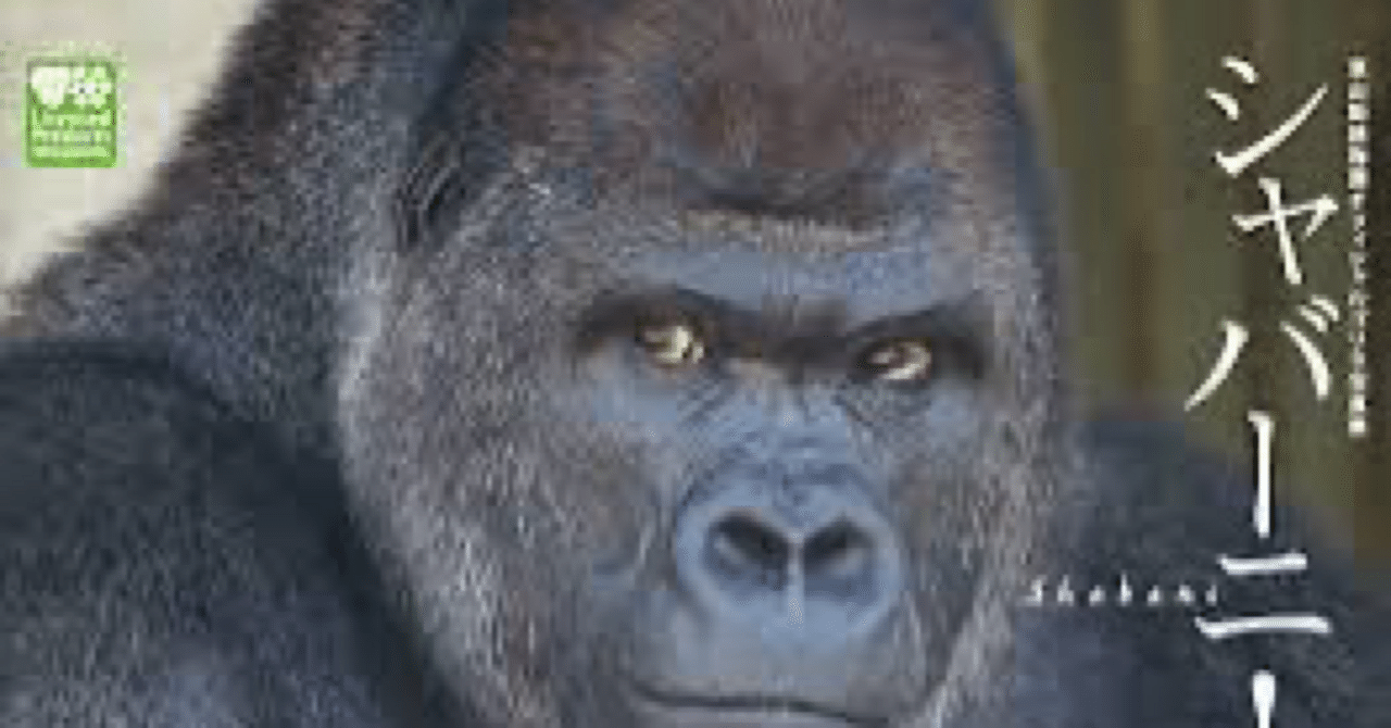 ゴリラにしては薄毛 ゴリラにしては薄毛 ゴリラにしては薄毛 📸2025.12