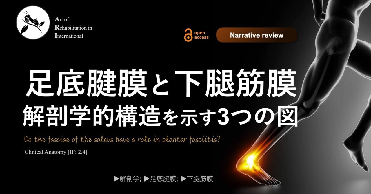 下肢のスポーツ疾患治療の科学的基礎 筋・腱・骨・骨膜 下肢のスポーツ疾患治療の科学的基礎:筋・腱・骨・骨膜 (Sports