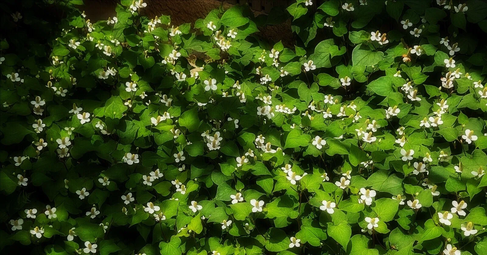 ドクダミの草原に遊ぶ｜annon