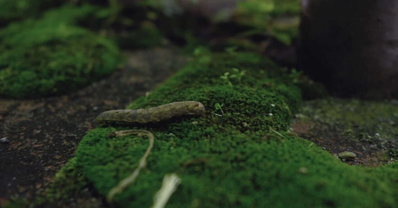 Insects to Watch Out For｜Jien'sマガジン
