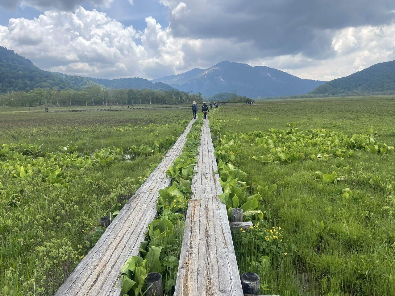 あの「水芭蕉の花」に会いたくて、6月の尾瀬へ向かった｜ハスつか