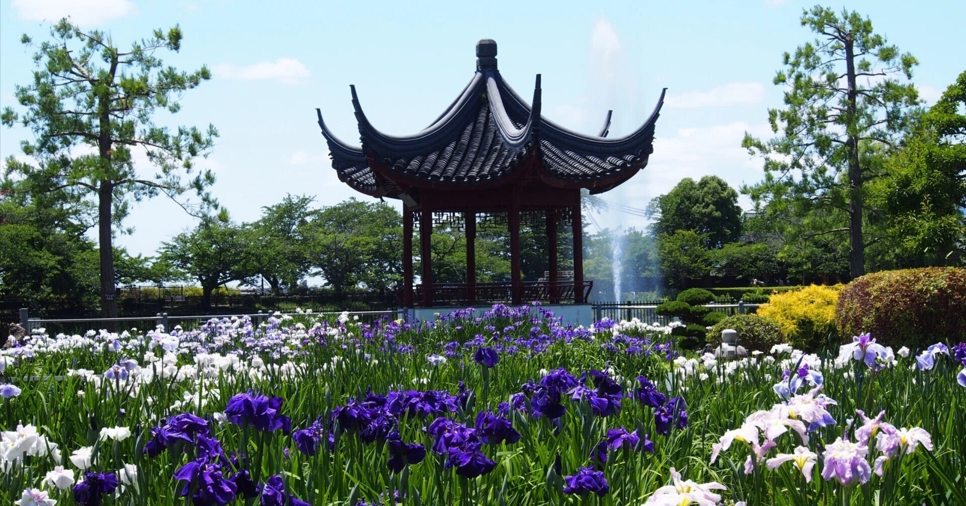 花池 池田市 水月公園2024年6月5日【花しょうぶ】｜レタス