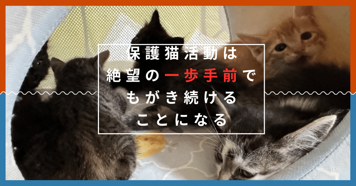 保護猫活動は絶望の一歩手前でもがき続けることになる｜農家テレ  