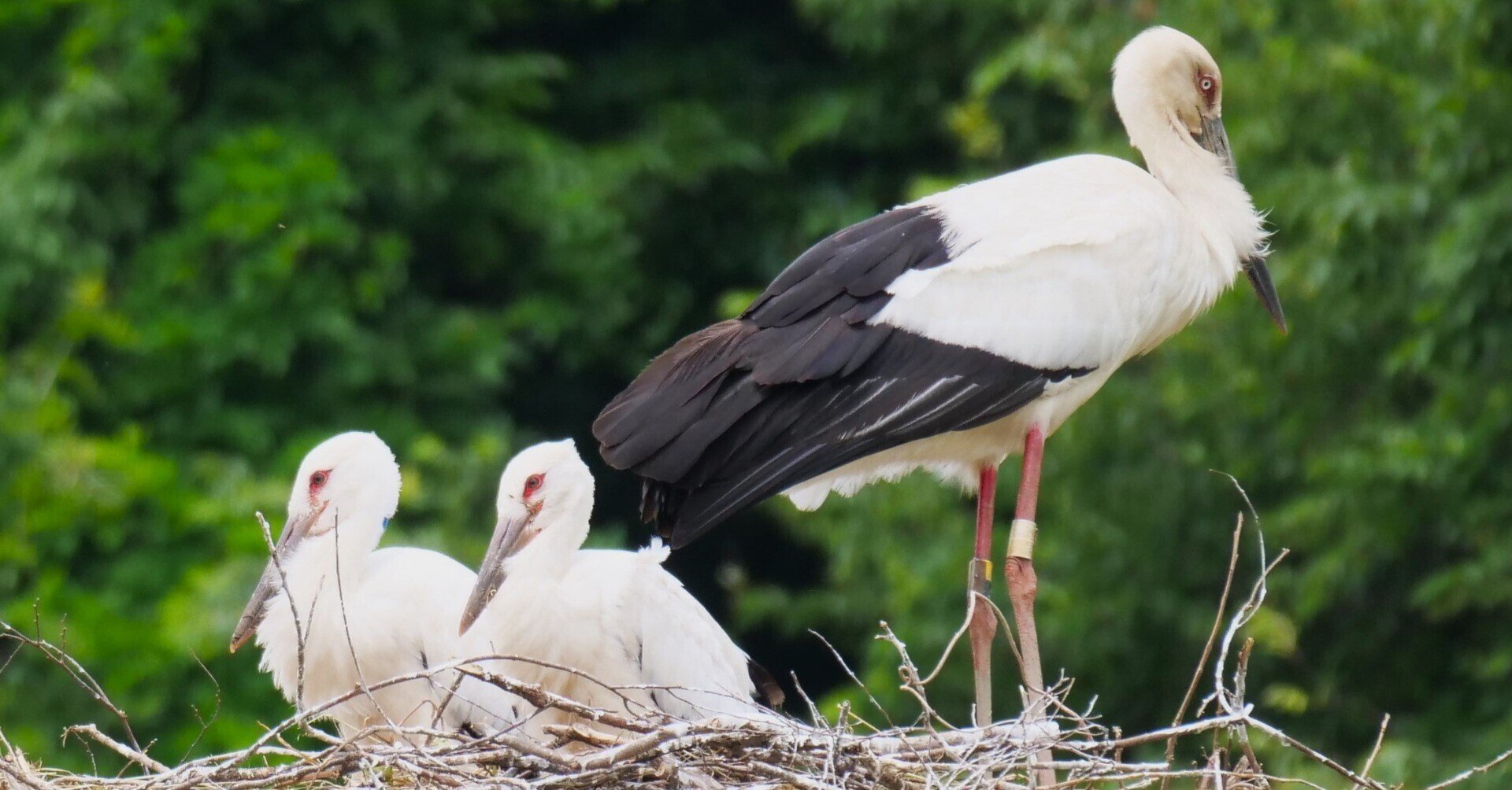 野鳥が好きです!#123「コウノトリの幼鳥!復活です」|take 🎸全ての 野鳥が好きです!#123「コウノトリの幼鳥!復活です」|take 🎸全ての