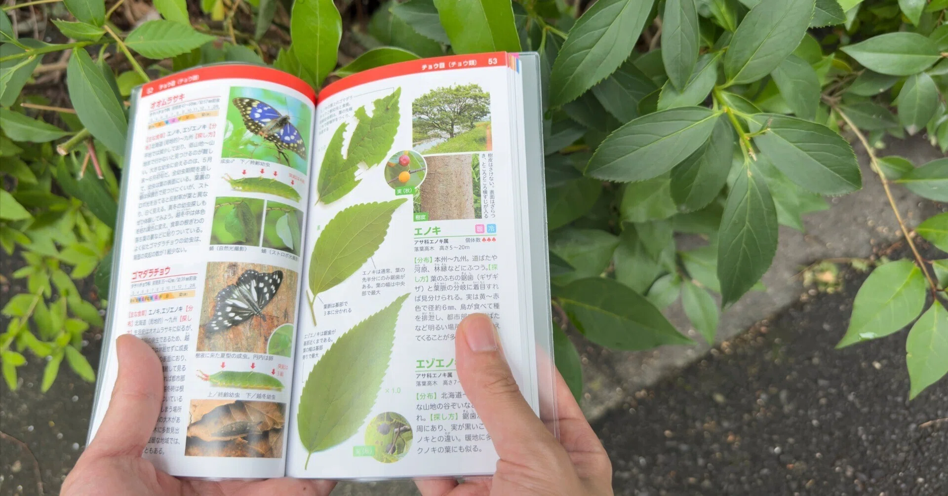 自然観察の楽しさが倍増する二刀流図鑑｜ブンイチ（文一総合出版）
