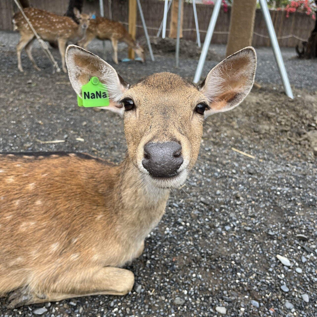鹿を追いかけて、台湾。 – Ame Gemba | STUDIO ameforest