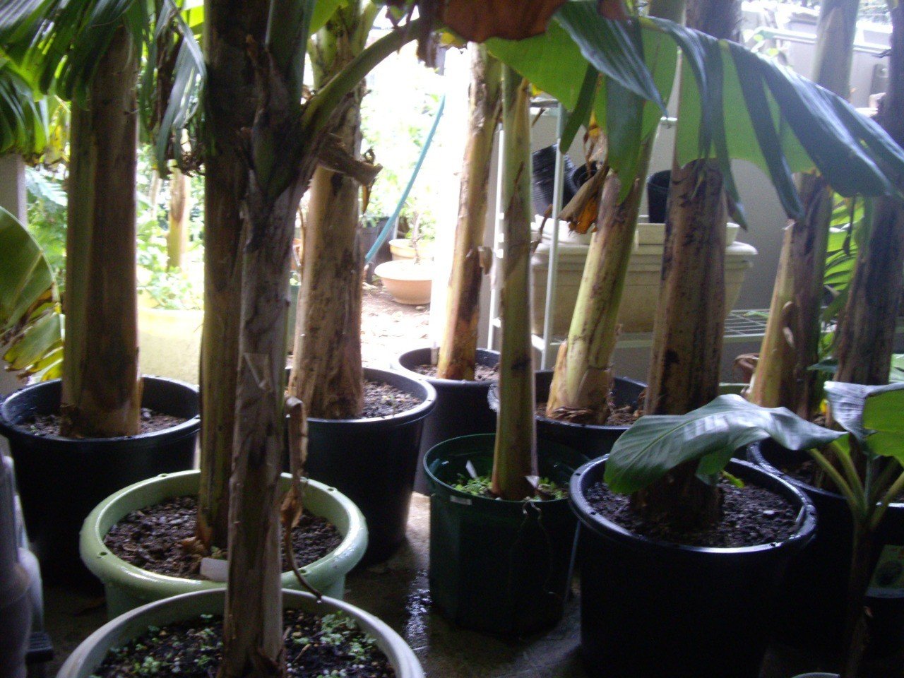 週末投稿 四季がある日本のバナナ 31 露地越冬と室内退避の準備 Pingubanana Note