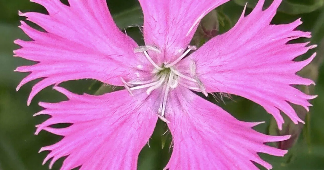 石竹｜EGGSEED