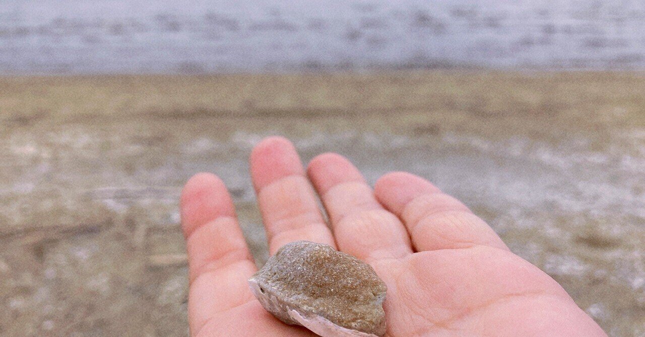 方解石化した貝化石を発見！両面ありの二枚貝の貝化石もいっぱい！幕張