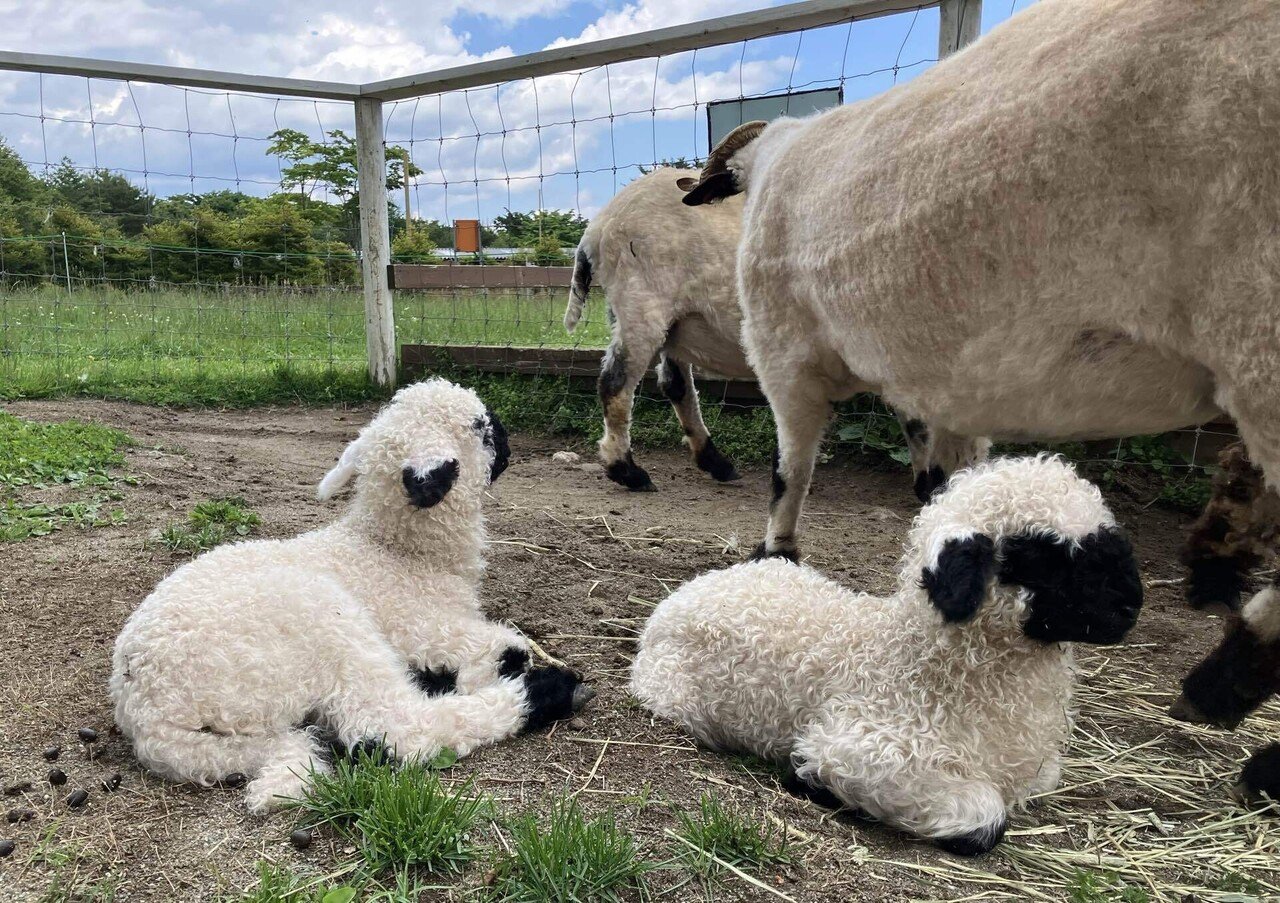 世界一カワイイ羊！ブラックノーズシープの赤ちゃん🐑｜那須どうぶつ