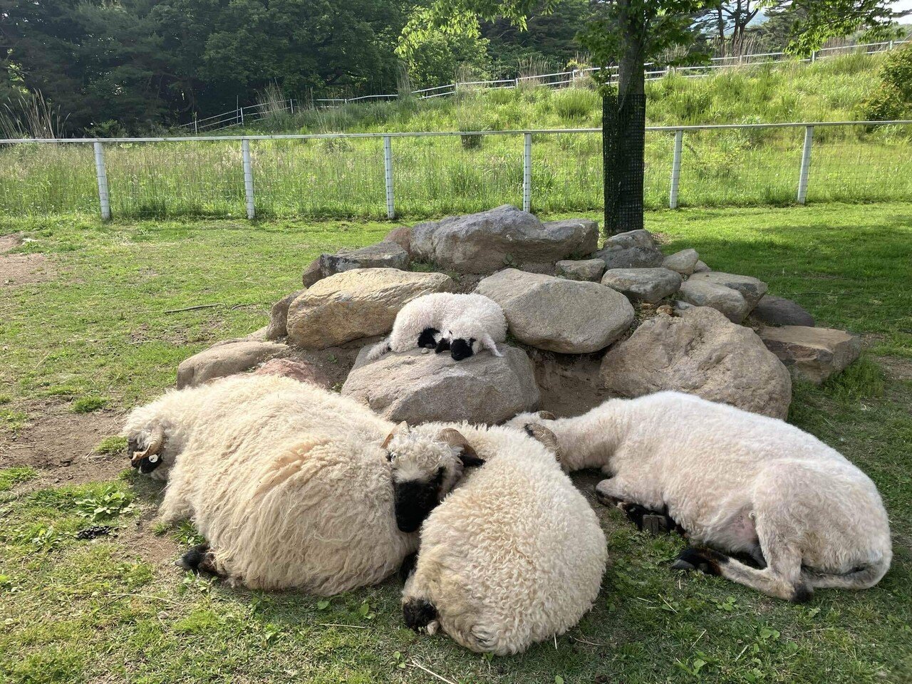 世界一カワイイ羊！ブラックノーズシープの赤ちゃん🐑｜那須どうぶつ