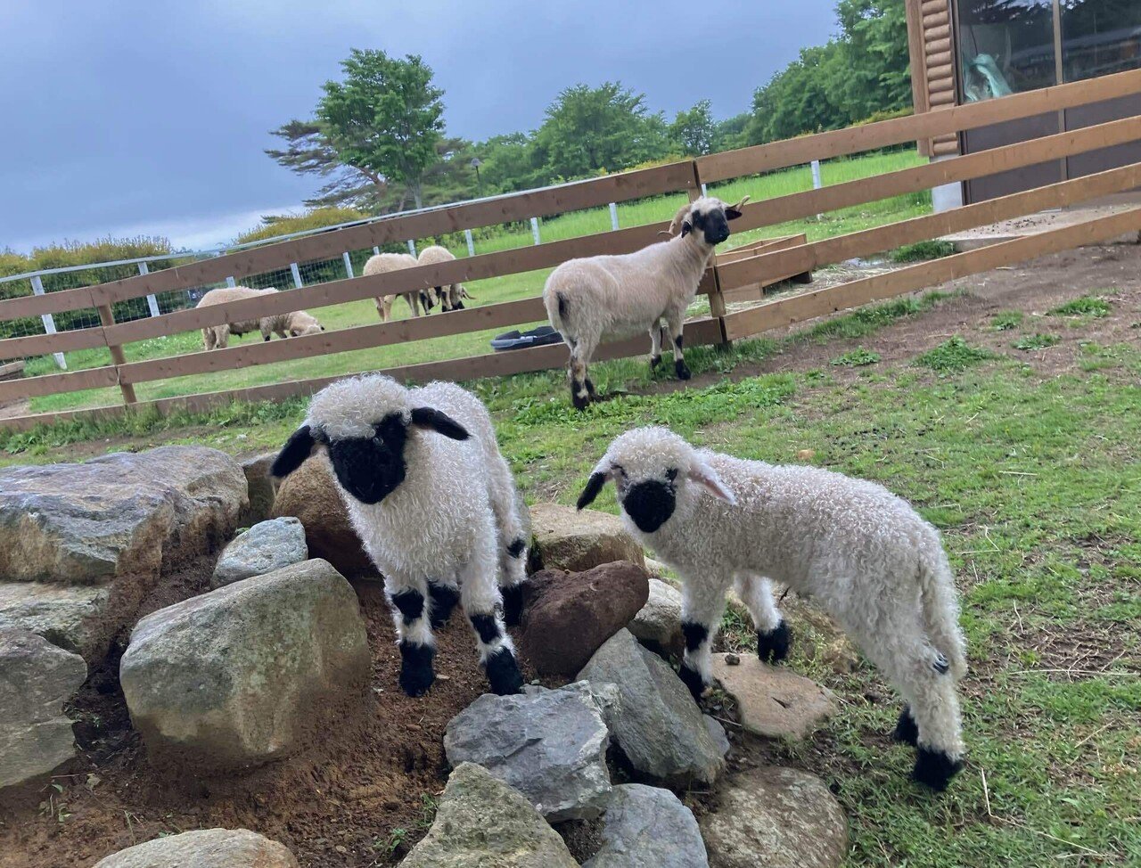 世界一カワイイ羊！ブラックノーズシープの赤ちゃん🐑｜那須どうぶつ