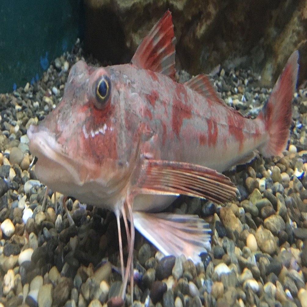 ホウボウ《展示動物解説》｜桂浜水族館 公式