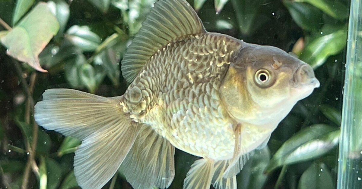 新商品のご紹介 鮒色の金魚について|SAMURAI FARM 新商品のご紹介 鮒色の金魚について|SAMURAI FARM