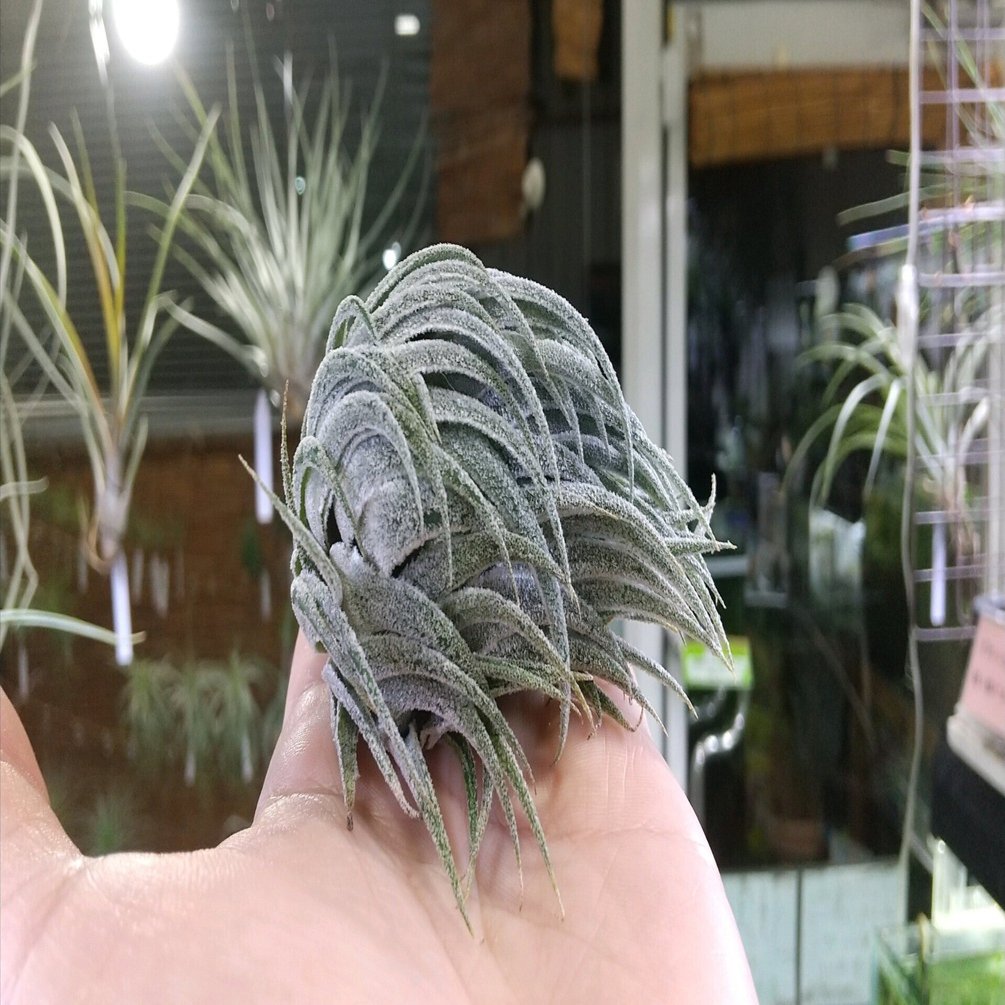 チランジア入荷リスト6/4｜NatureGarden🌿神田