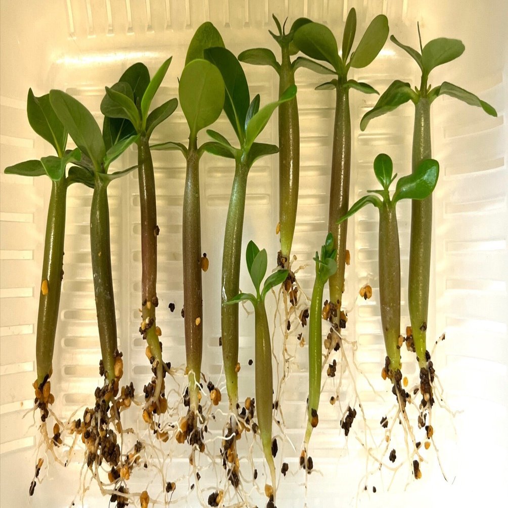 アラビカム（＋グラキリス）実生チャンレンジ（2）播種後40日