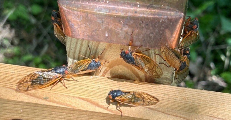 221年目の奇跡！1兆匹の蝉地帯へ vol.1｜80(Eighty)