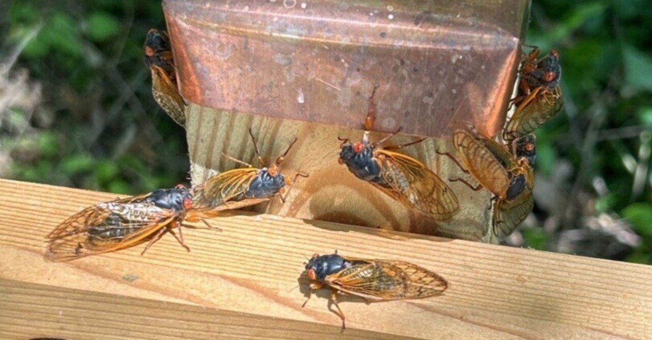 221年目の奇跡！1兆匹の蝉地帯へ vol.1｜80(Eighty)