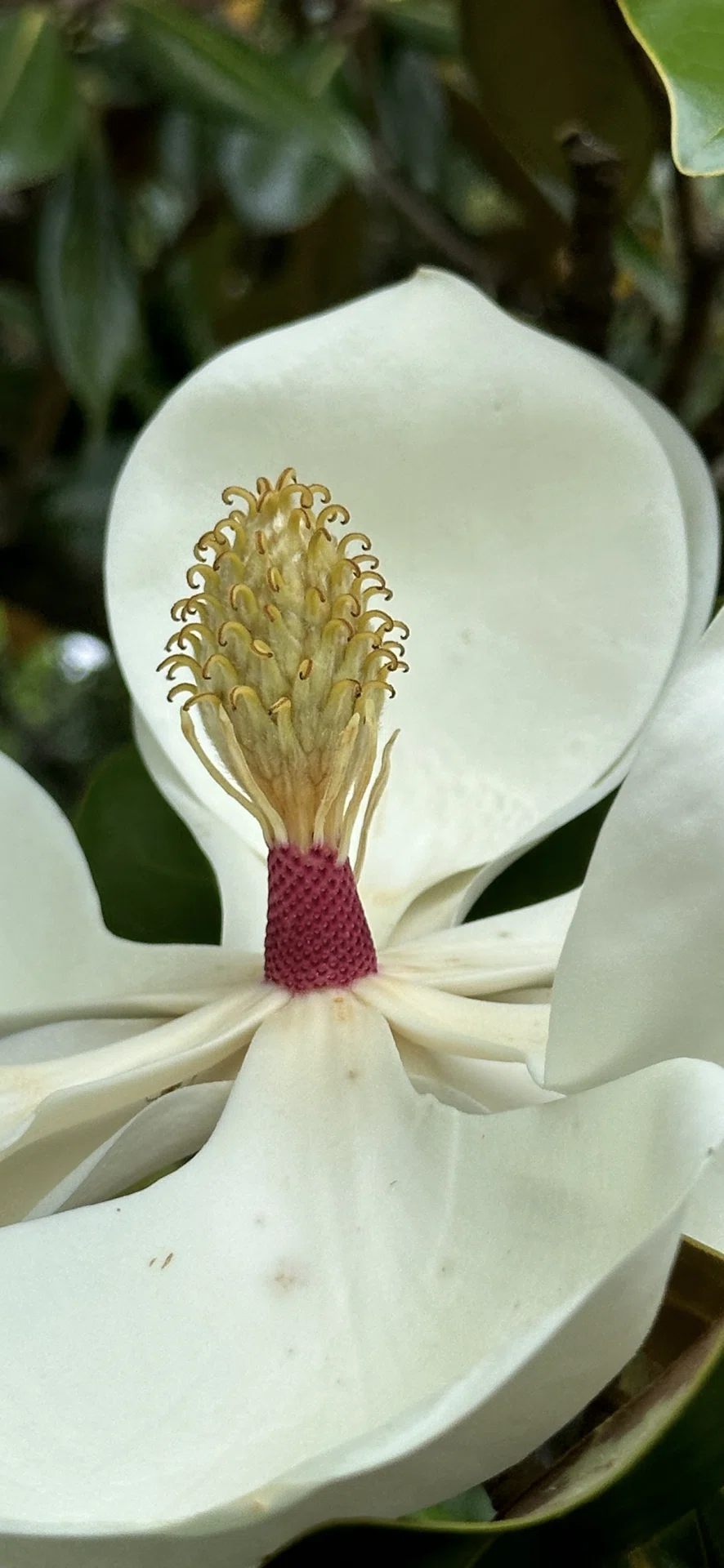 MAGNOLIA GRANDIFLORA｜EGGSEED マグノリアさま♡