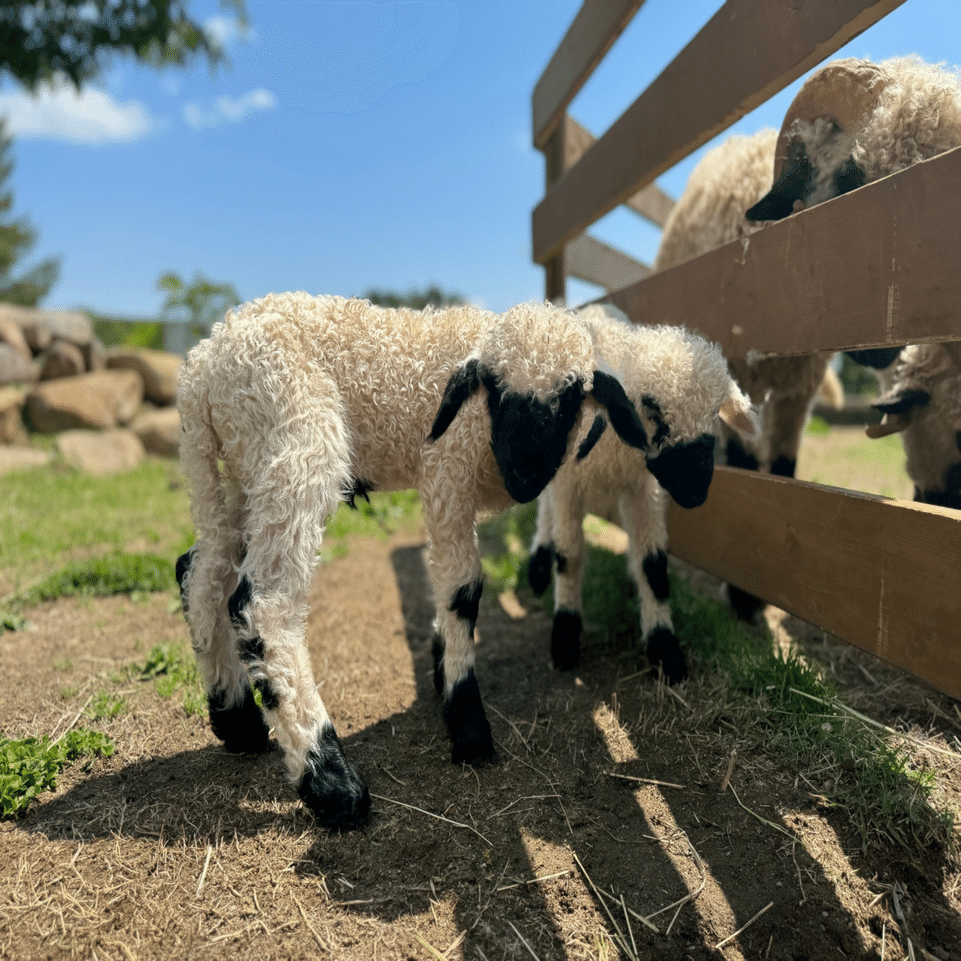 世界一カワイイ羊！ブラックノーズシープの赤ちゃん🐑｜那須どうぶつ