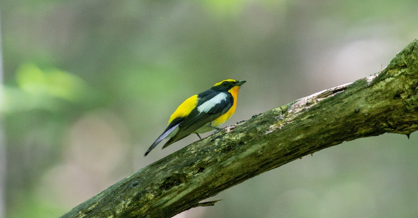 野鳥観察・探鳥地 長野県北佐久郡 軽井沢野鳥の森｜江戸川鳥蔵