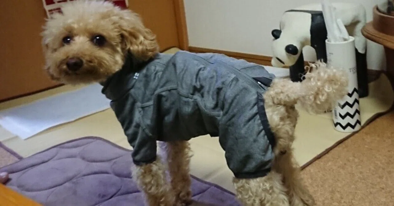 166 犬の防寒着！Hurtta(フルッタ)のボディウォーマーを買ってみたよ
