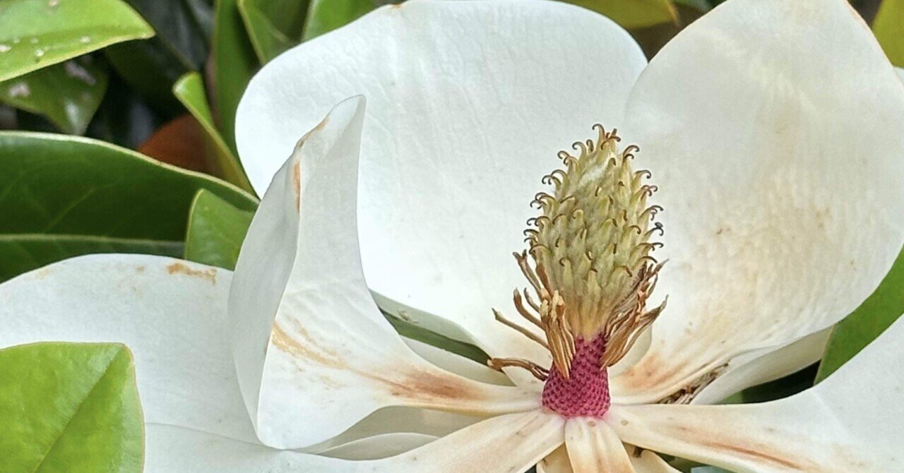 MAGNOLIA GRANDIFLORA｜EGGSEED