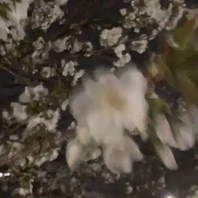 正月