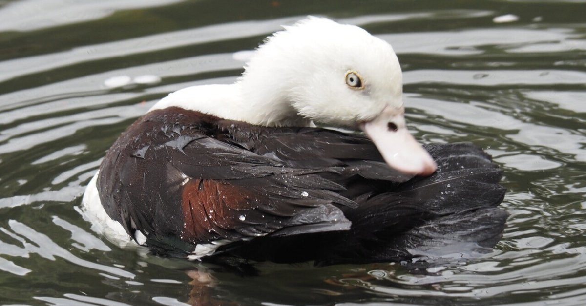 目に黄色いアイリング｜シロガシラツクシガモ Radjah shelduck