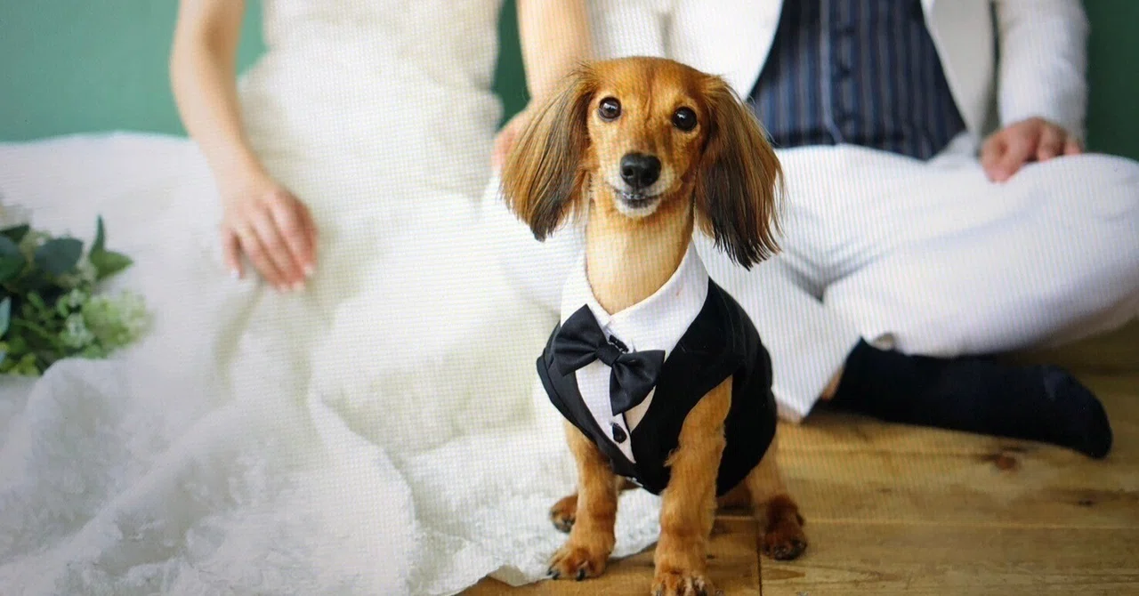 Wedding Photos 📷 💖 with Sue 🐶｜アイニチ株式会社（スタッフブログ）