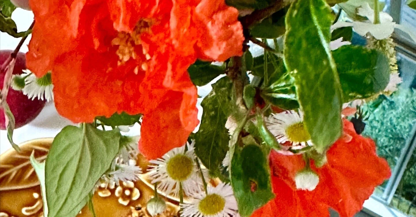 樹になる気になる実のなる樹ー吉祥果（きちじょうか）ザクロの花が咲い