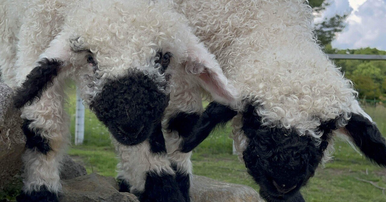 世界一カワイイ羊！ブラックノーズシープの赤ちゃん🐑｜那須どうぶつ王国公式ｎｏｔｅ
