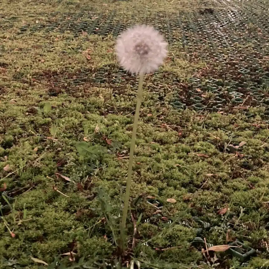 立竹落花