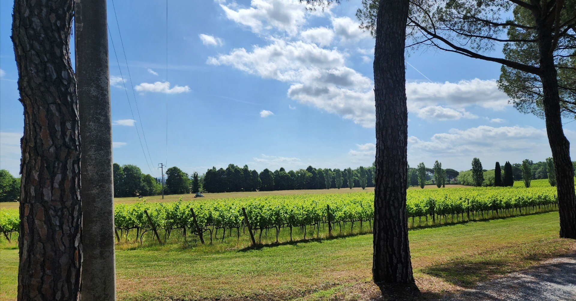 イタリア滞在#7】ぶどう畑、ワイン醸造所へ。｜ryokocchi