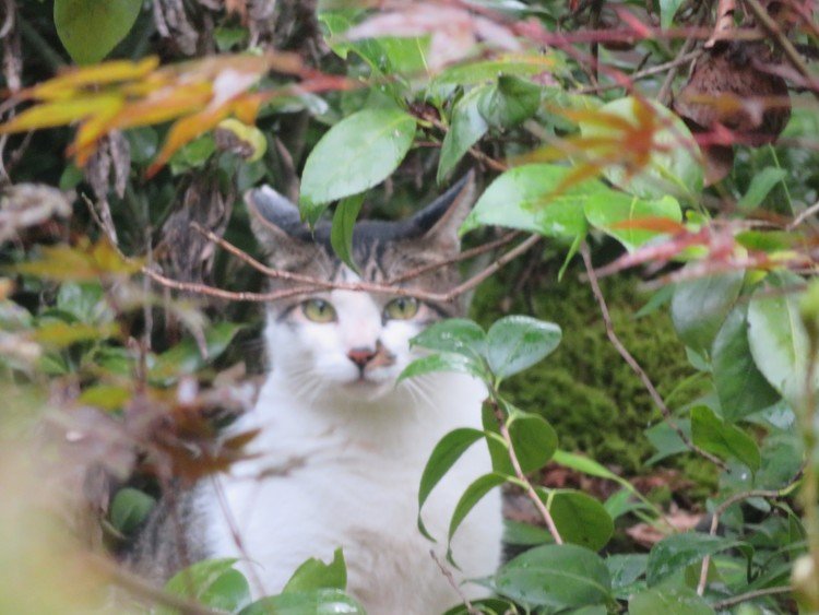 通い猫プチがずっと向こうの茂みから様子を伺っている。可愛い💓でも、たまにおじいにゃんお気に入りの場所でくつろいでいるのを見つけると悲しくなる。