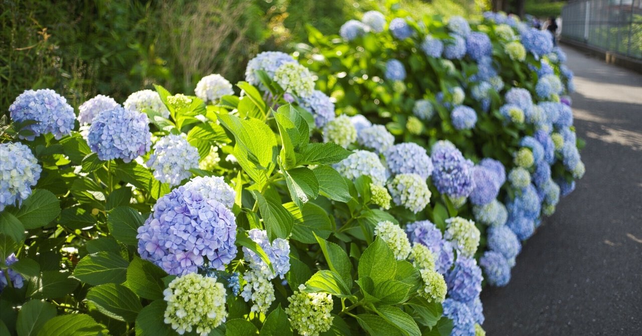 ライカレンズ】Summicron 35mm F2 3rd (六枚玉)でF値別に紫陽花撮って