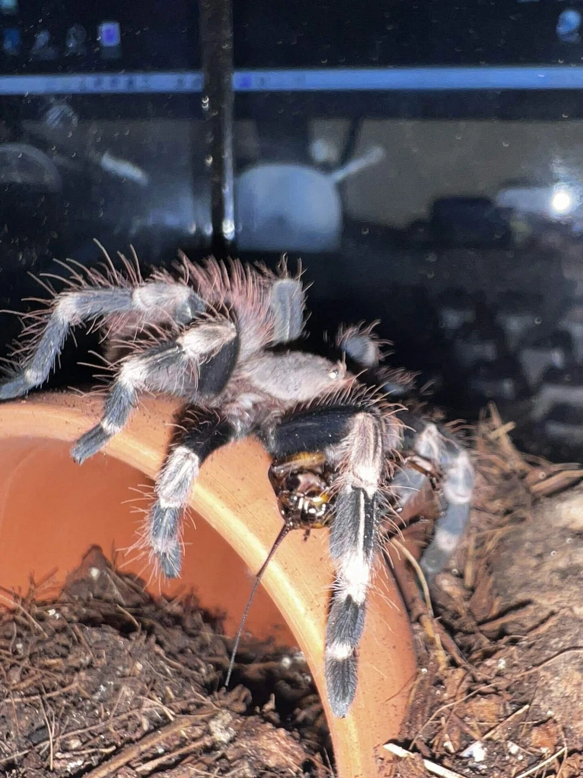 [Tarantula] Brazilian White & Red｜奇蟲飼育の部屋