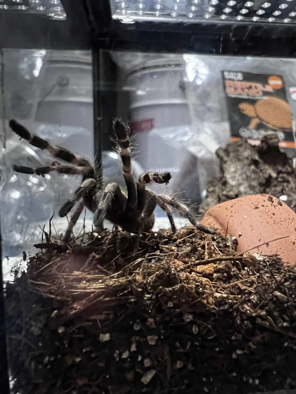 [Tarantula] Brazilian White & Red｜奇蟲飼育の部屋