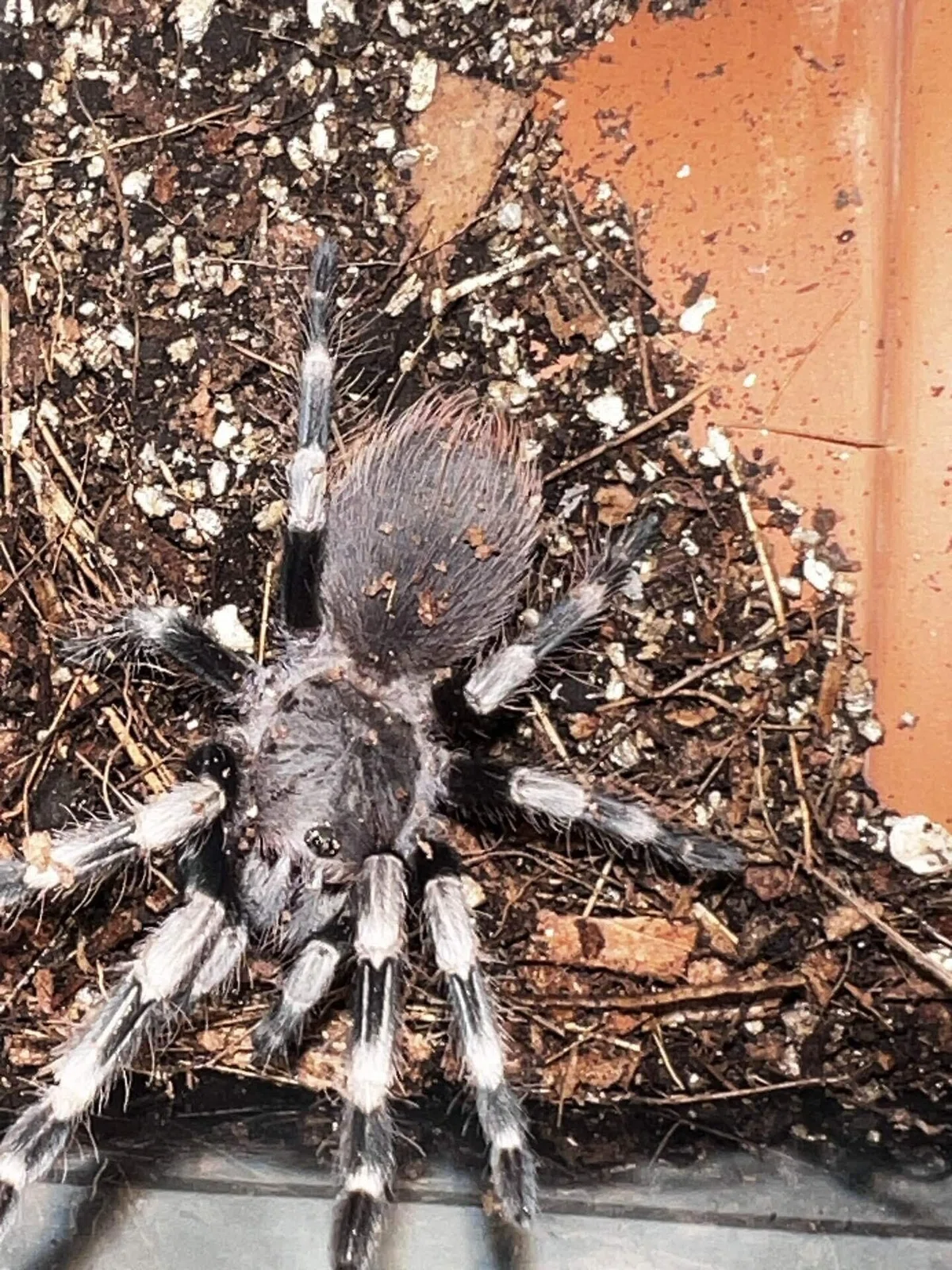 [Tarantula] Brazilian White & Red｜奇蟲飼育の部屋
