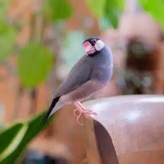 シロイルカ